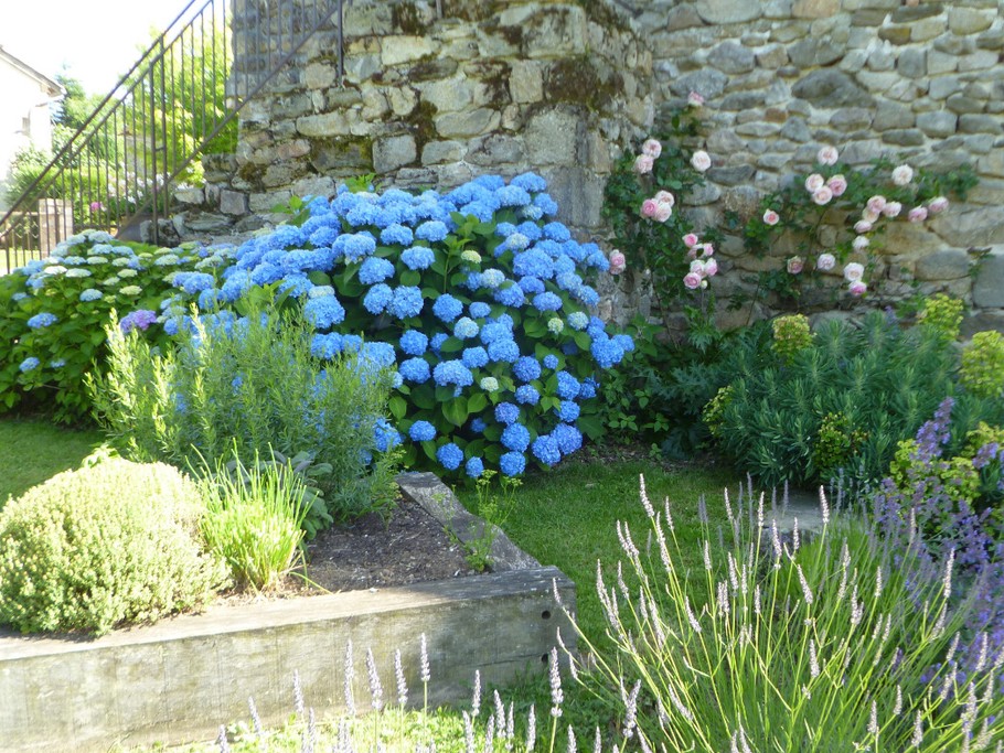 un petit coin fleuri