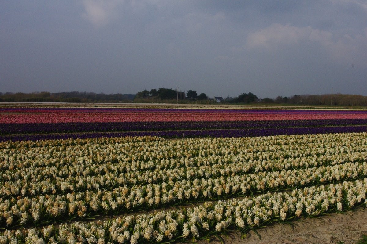 champ de jacinthe à la torche au mois de mars