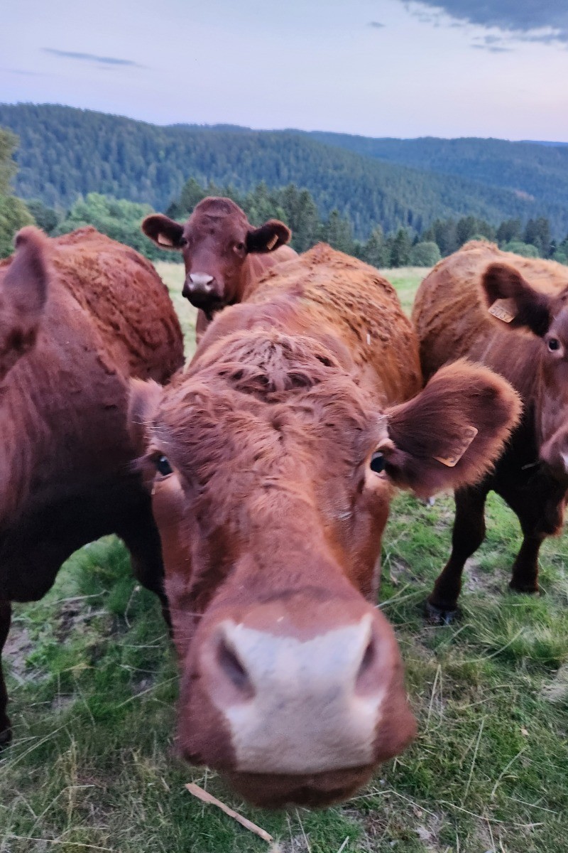Nos voisines les plus proches