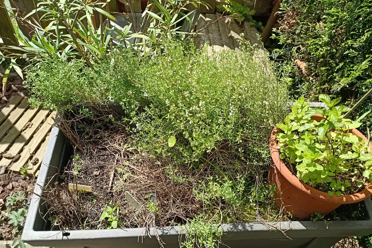 Herbes aromatiques libre service
