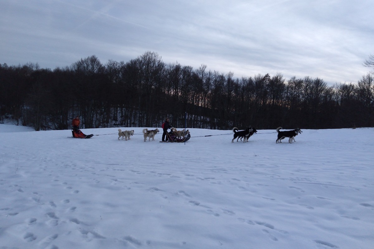 Gite d'Appolline chien de traineau en Retord