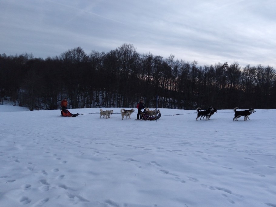Gite d'Appolline chien de traineau en Retord