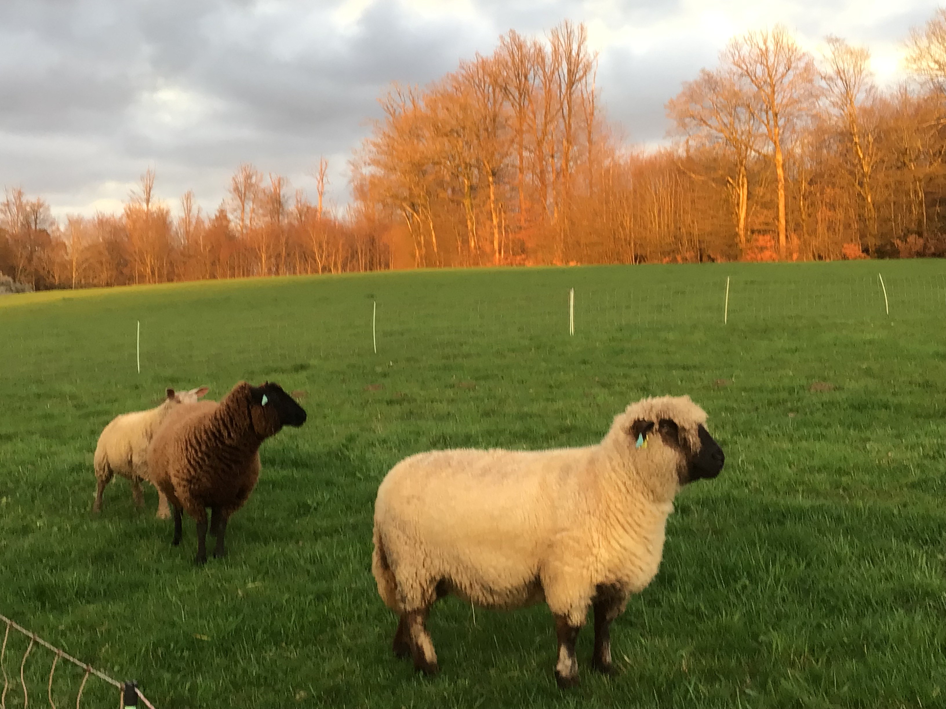 Photo n° 20 de la location