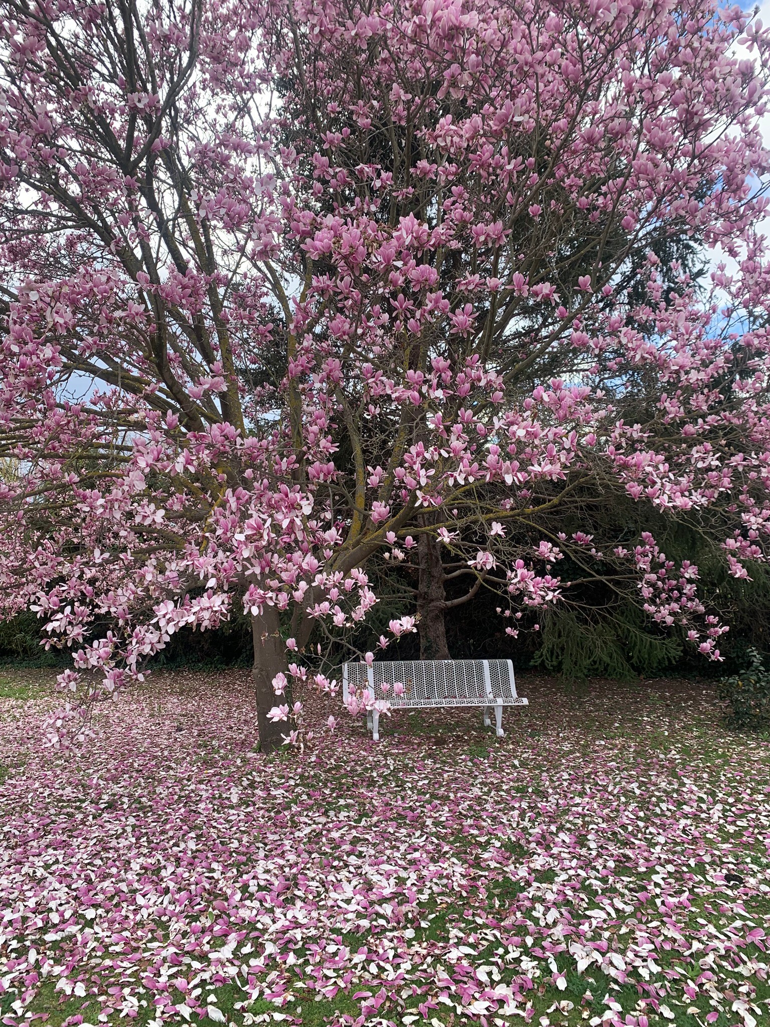 jardin