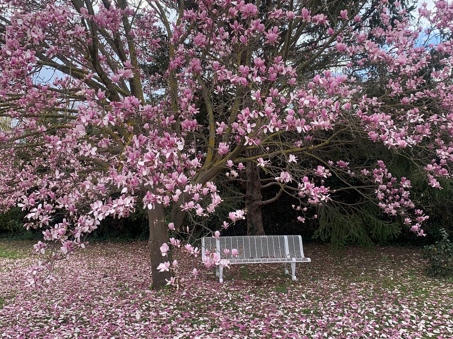 jardin