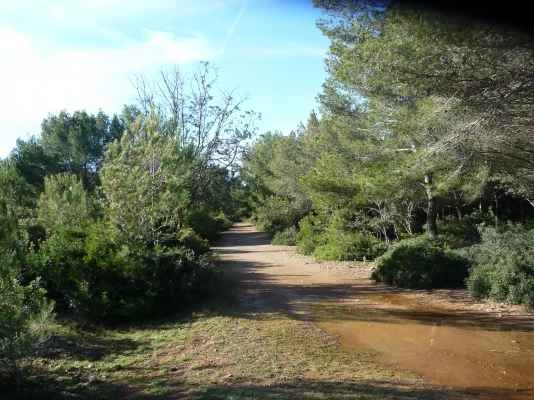 chemins vtt pietons dans bois de pins