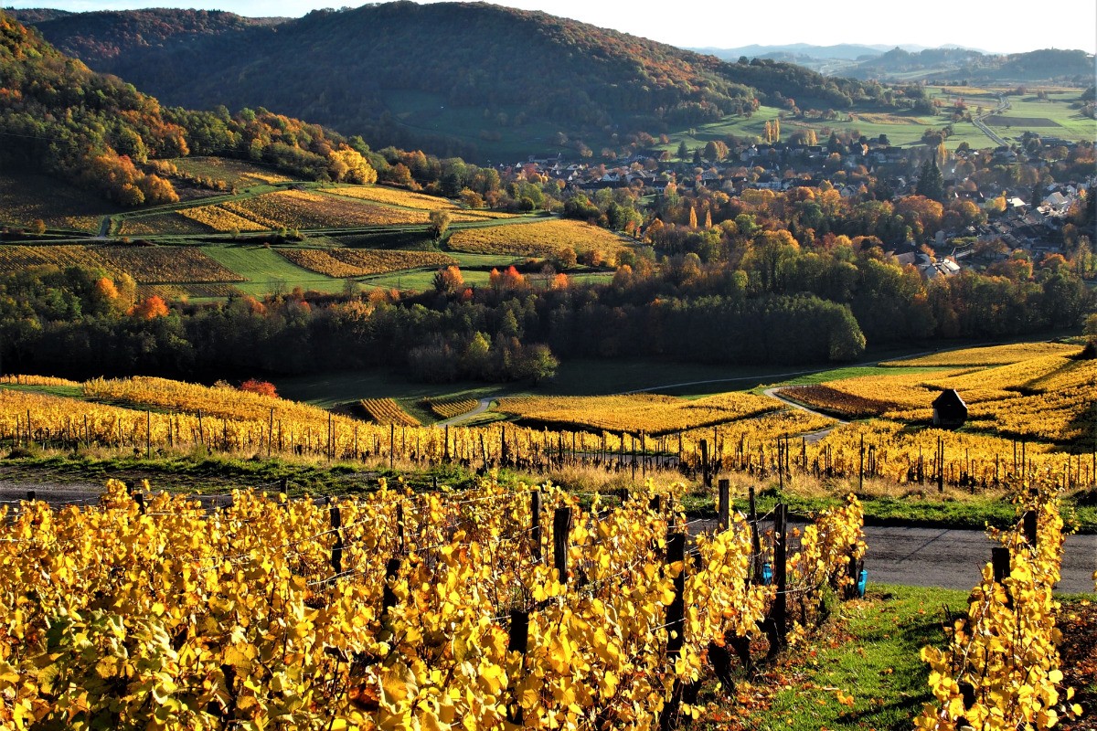 Les vignes sous Ménétru le vignoble