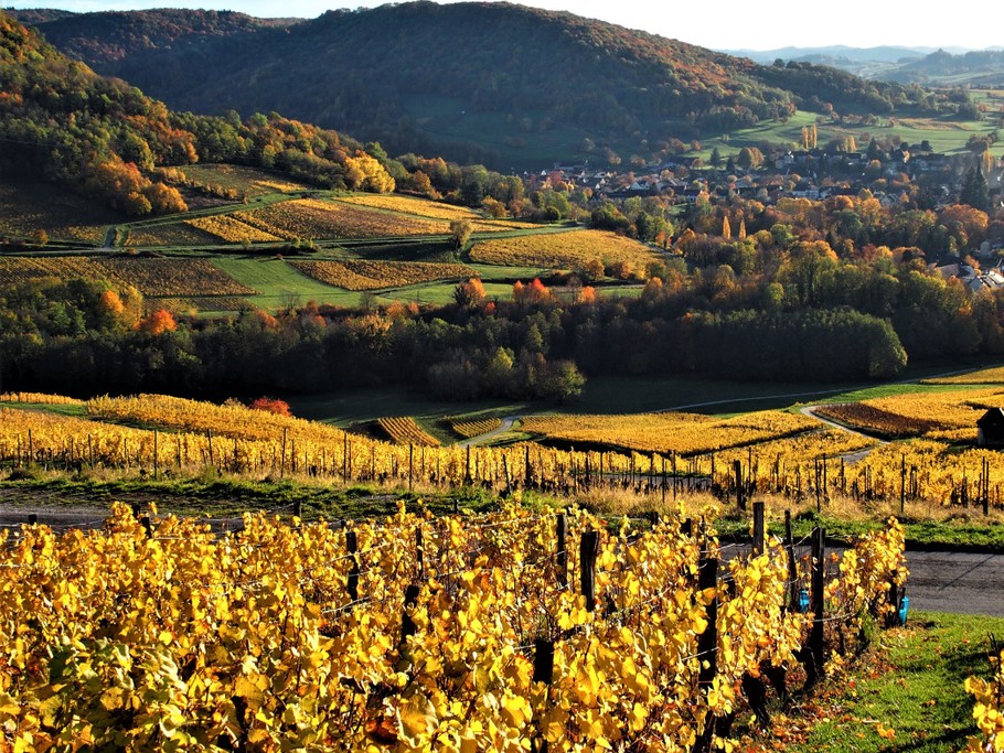 Les vignes sous Ménétru le vignoble