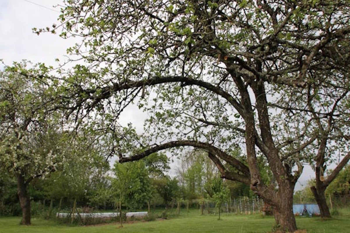 Pommier ancien