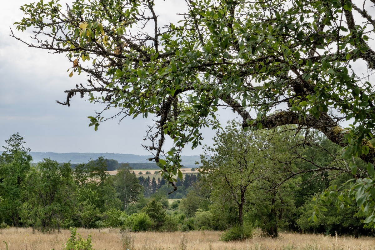 Paysage champêtre à proximité - Les 3 Line