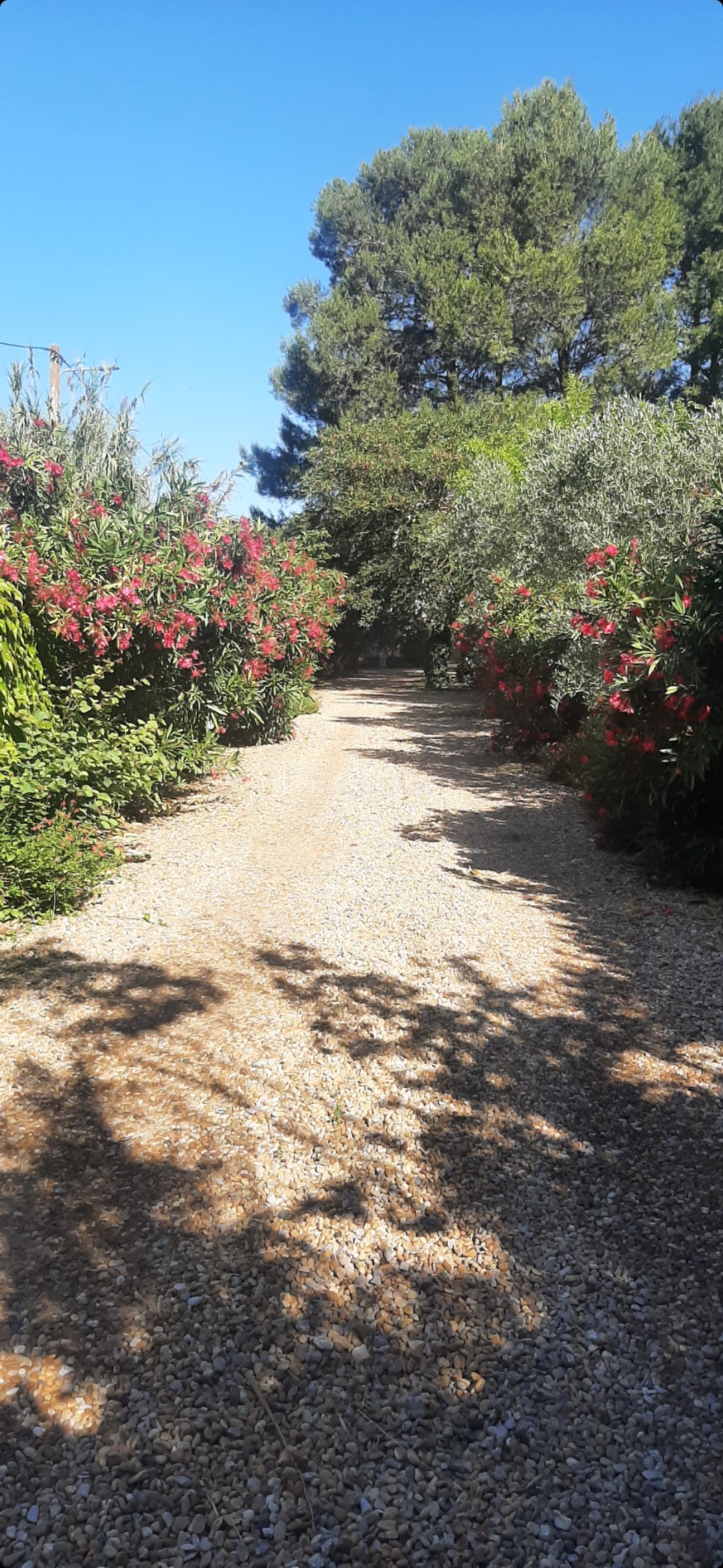 Allée d'entrée