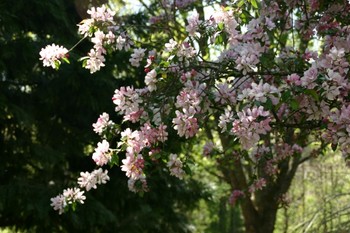 Chambre d'hôtes - Abbaye Autrey - Jardin en fête