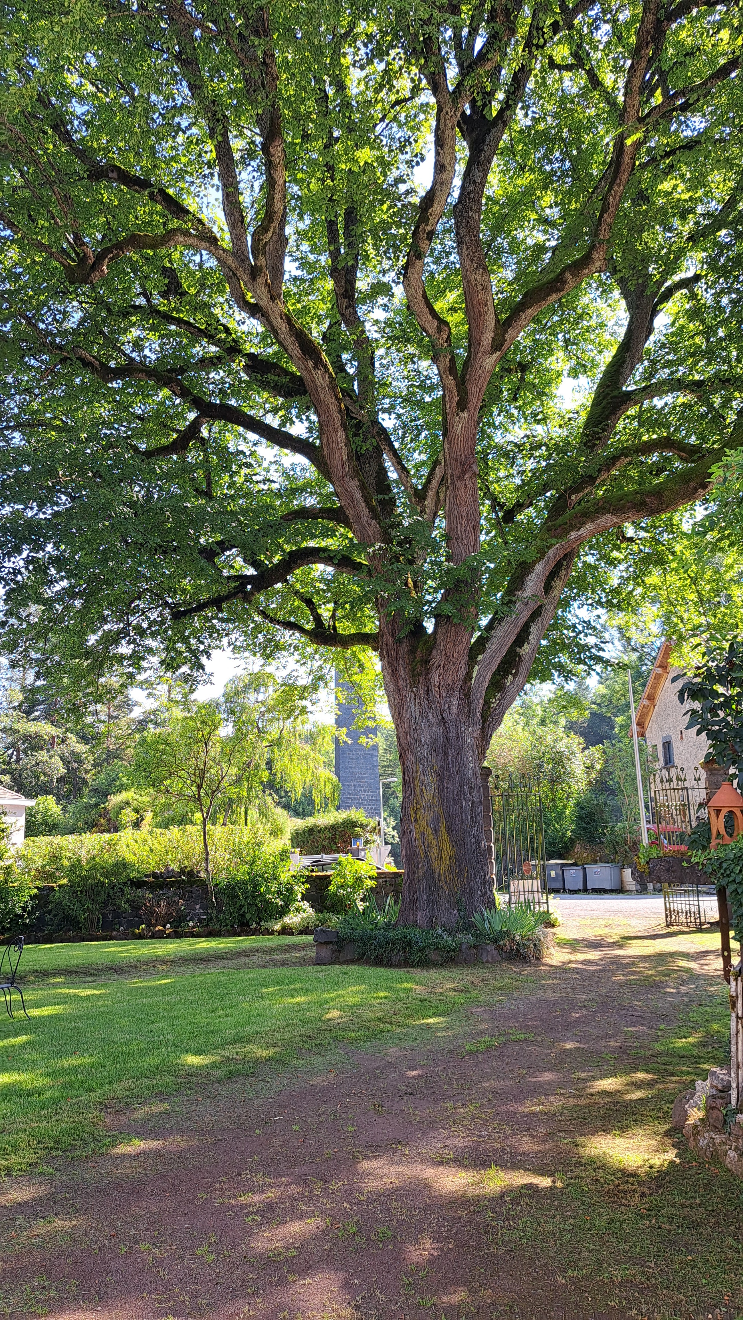 Tilleul centenaire classé