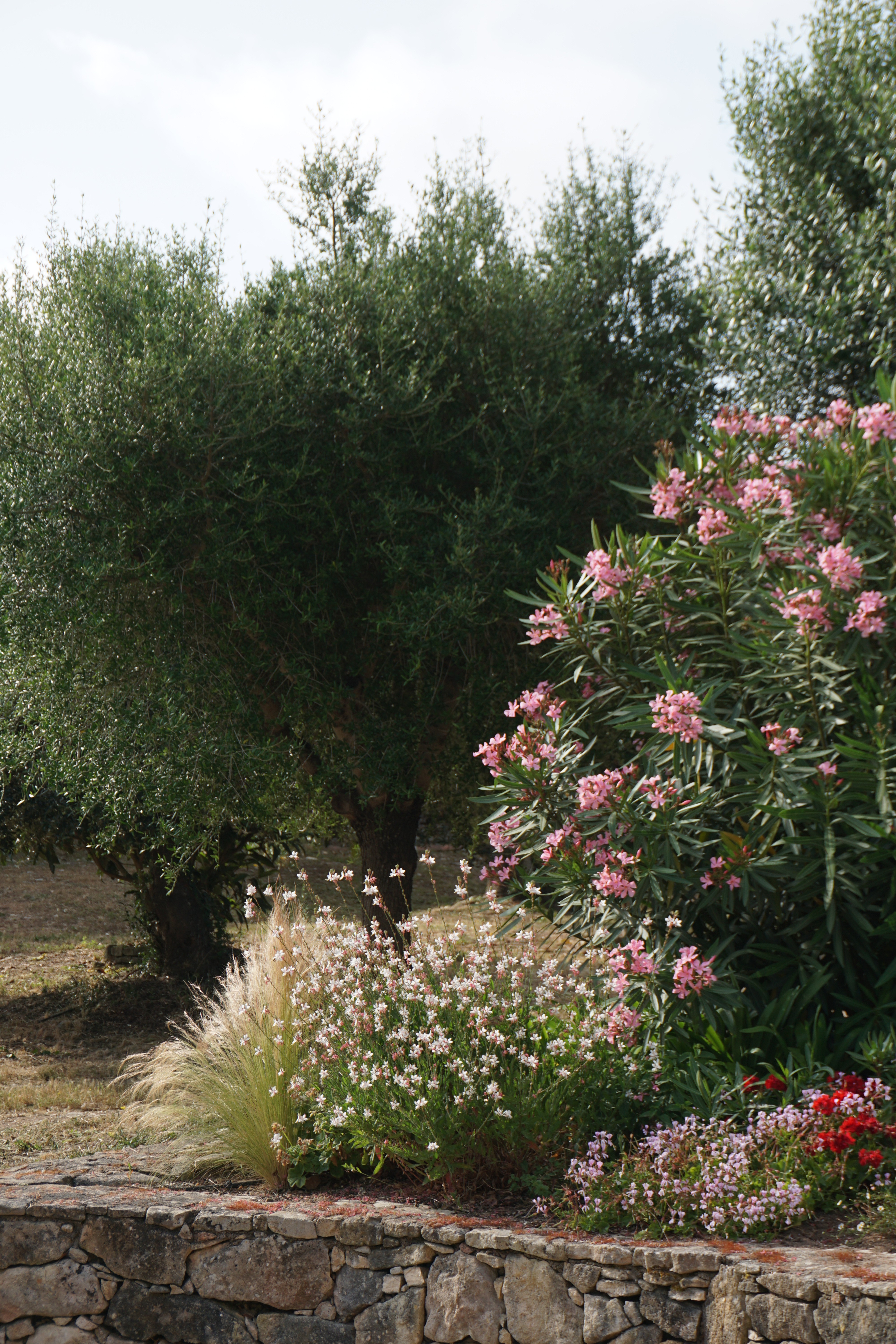 Jardin arboré et paysager
