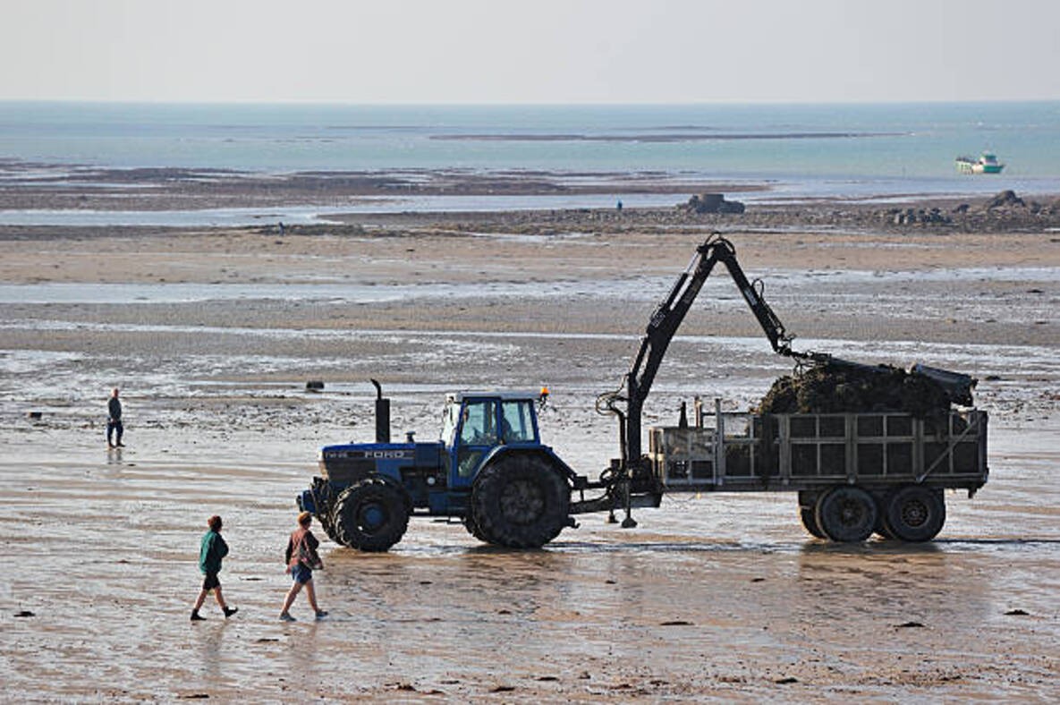 récolte des huitres