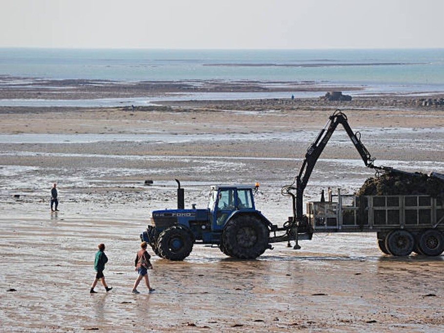 récolte des huitres