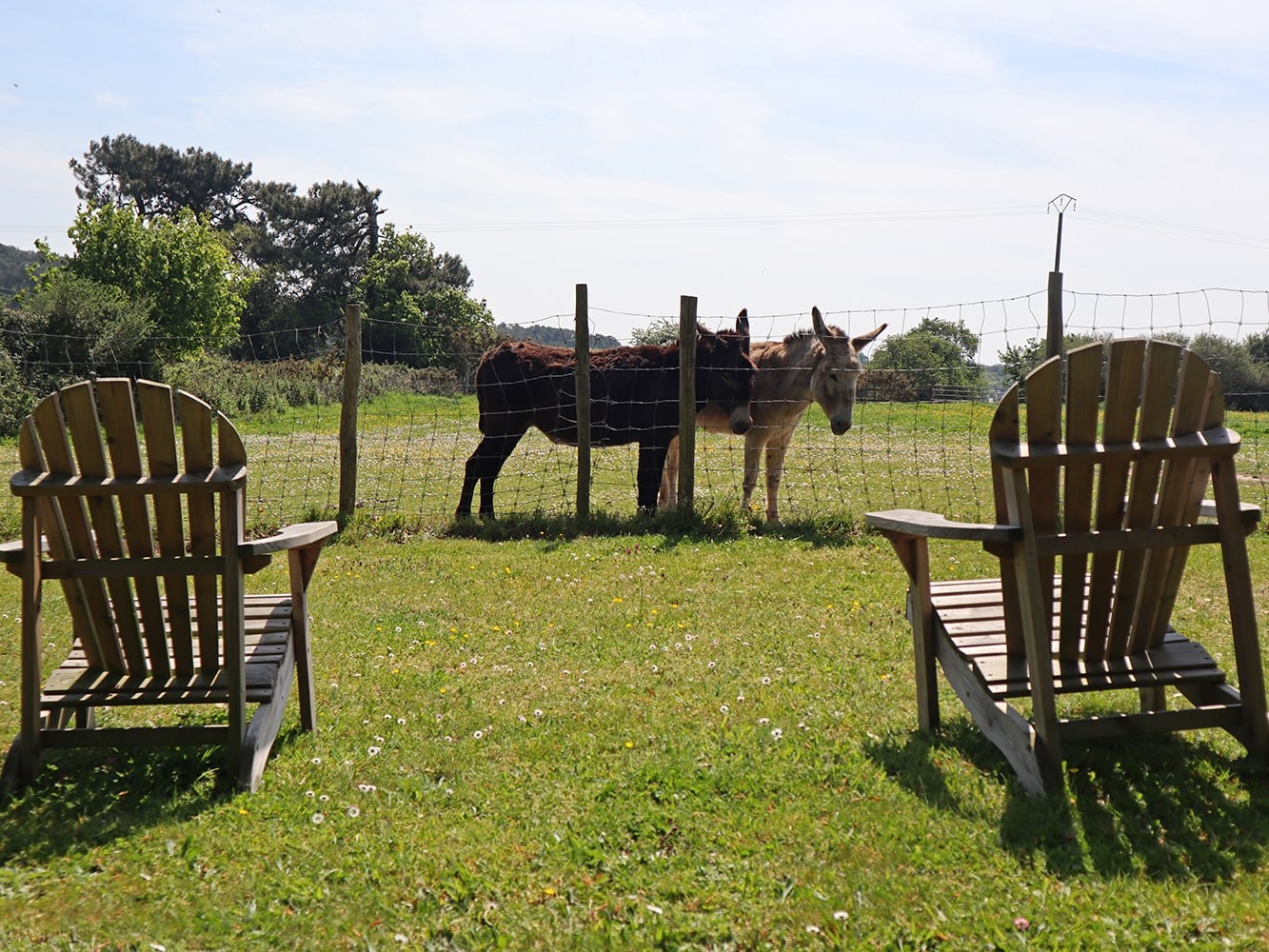 Détente en regardant les ânes et les chevaux