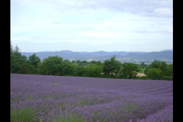Le champ de lavande derrière le gîte