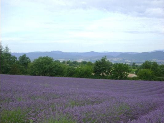 Le champ de lavande derrière le gîte