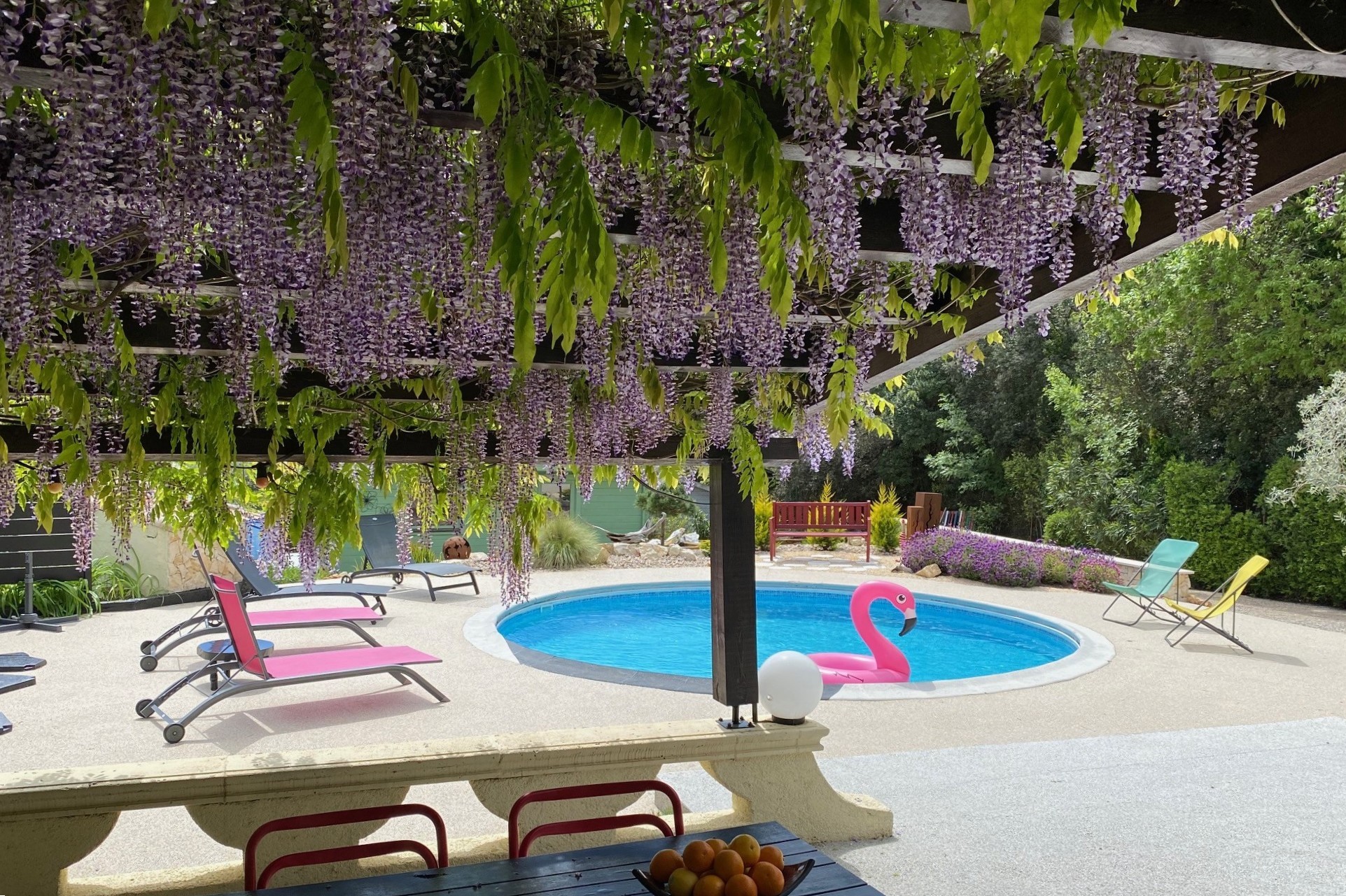 La glycine au printemps