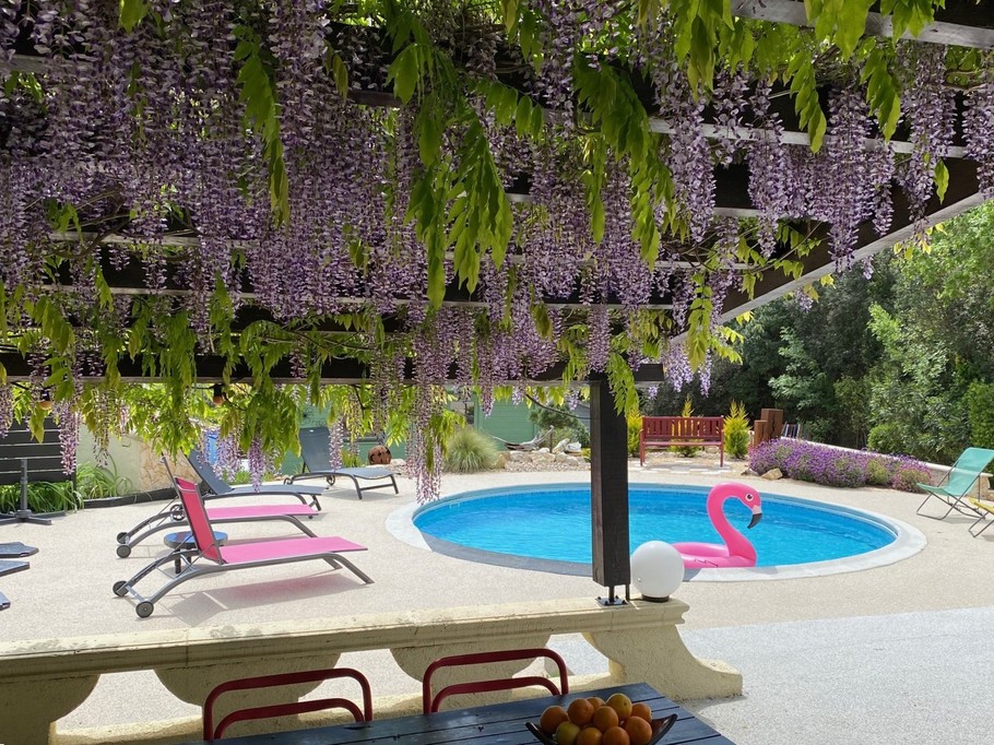 La glycine au printemps