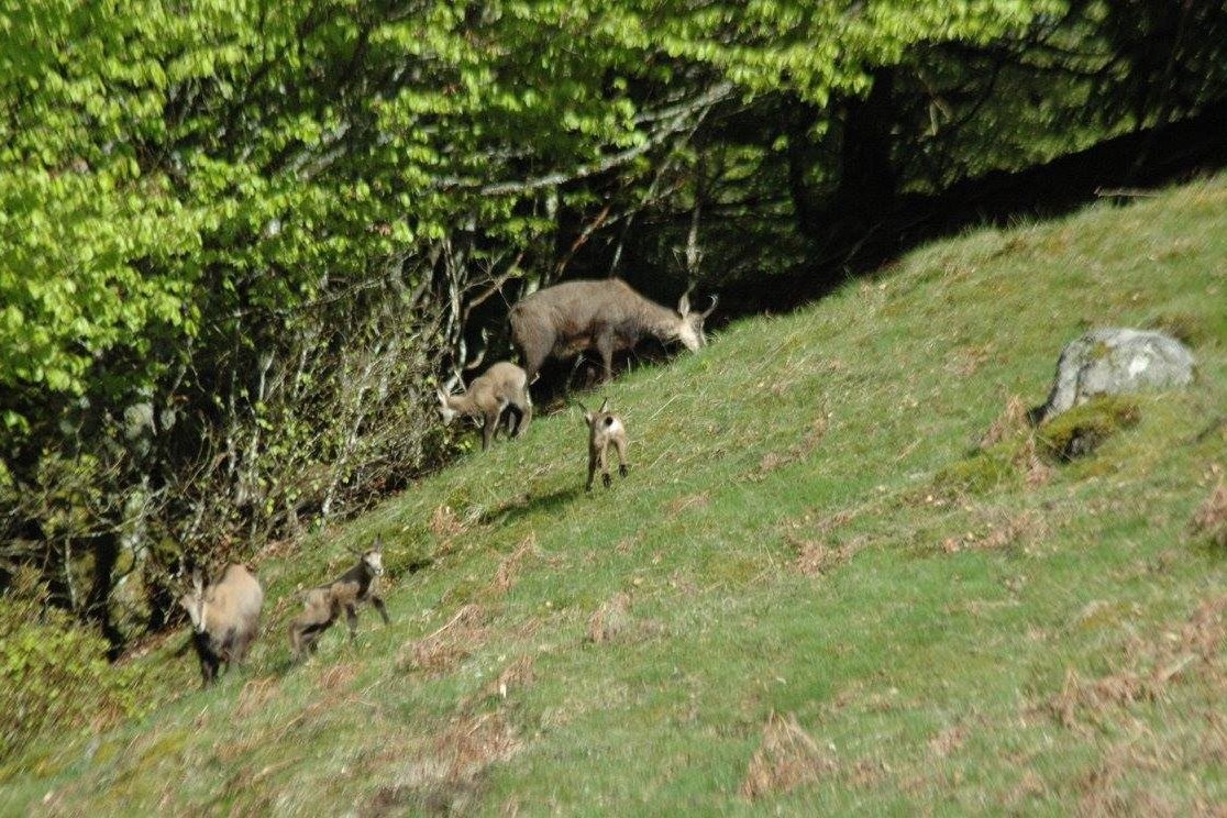 Chamois sauvages sur nos hauteurs