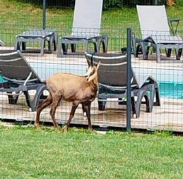 Je surveille le parc et la piscine