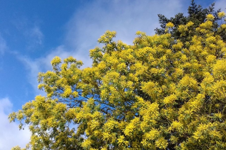 Le MIMOSA de Janvier au début Mars