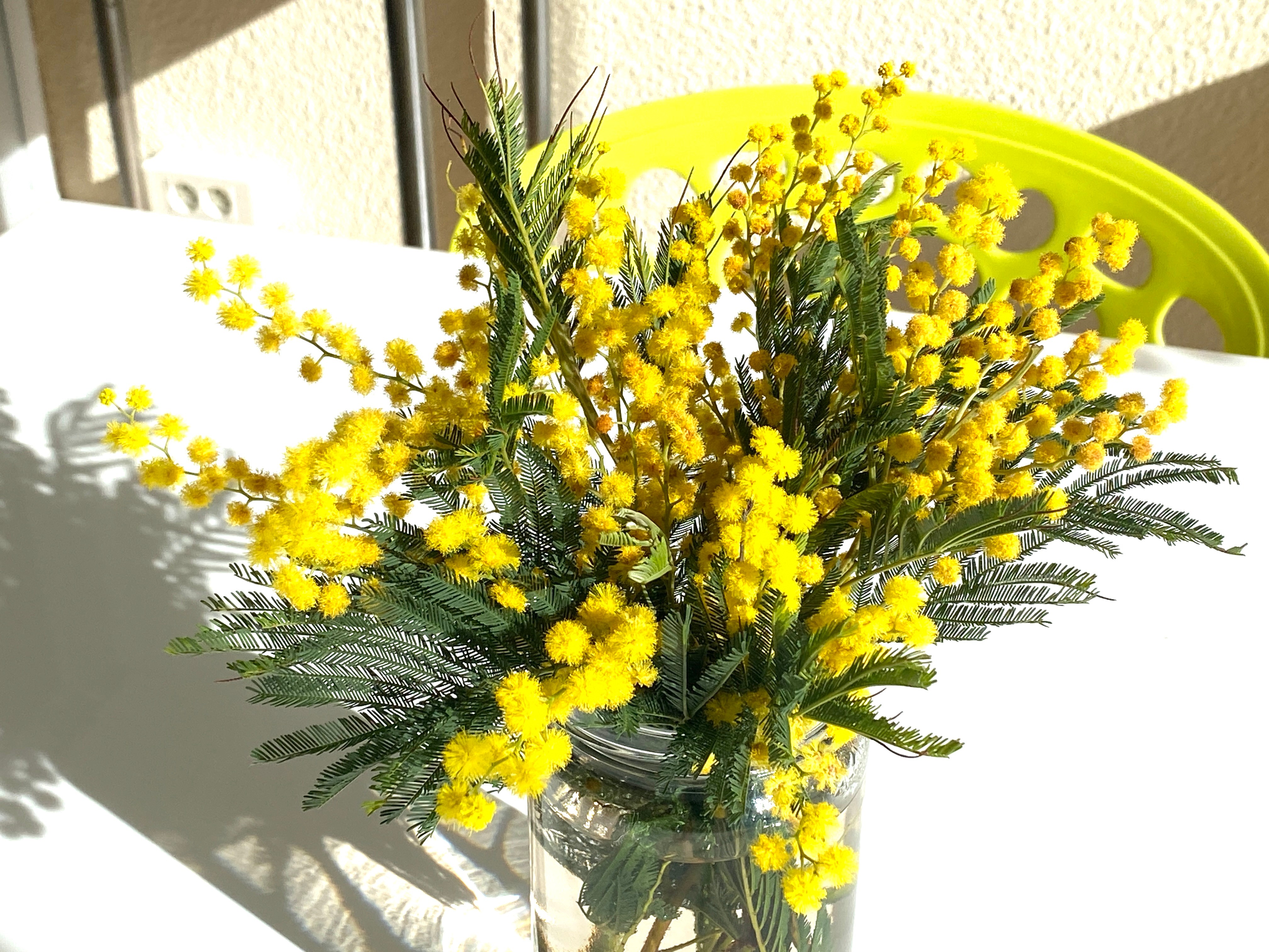 Mandelieu, capitale "mondiale" du mimosas