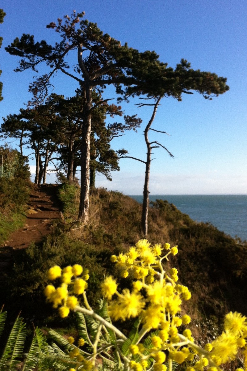 Mimosa en fleurs sur le GR 34