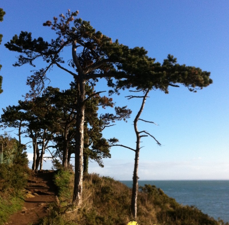Mimosa en fleurs sur le GR 34