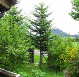 Jardin ombragé et privatif  au chalet le Noisetier