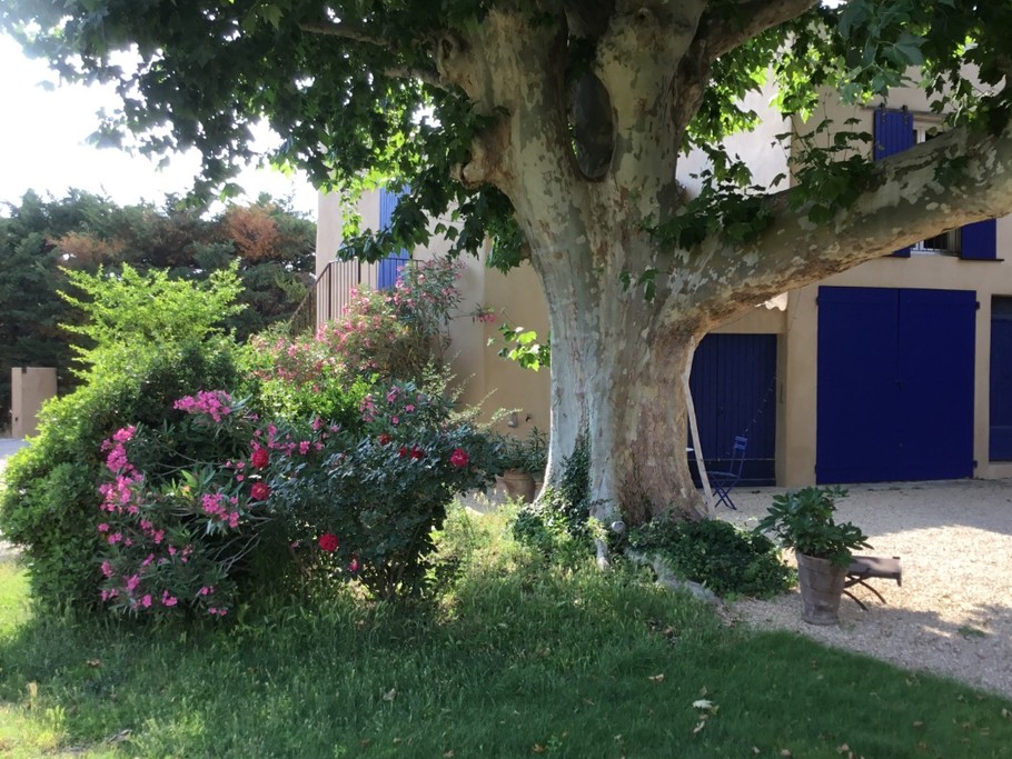 Se reposer sous le platane centenaire