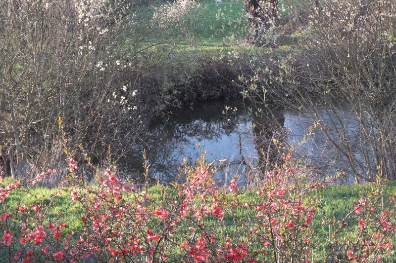 Floraison printanière et jolis reflets