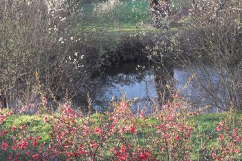 Floraison printanière et jolis reflets