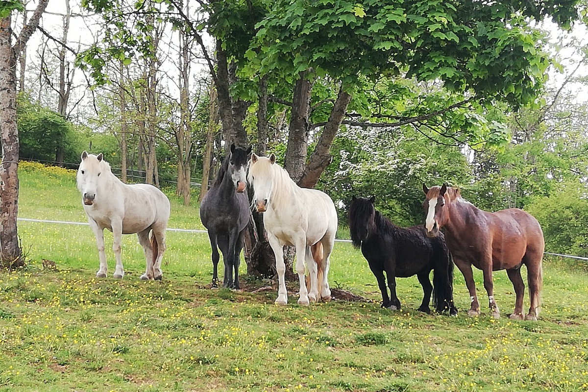 Nos 5 poneys