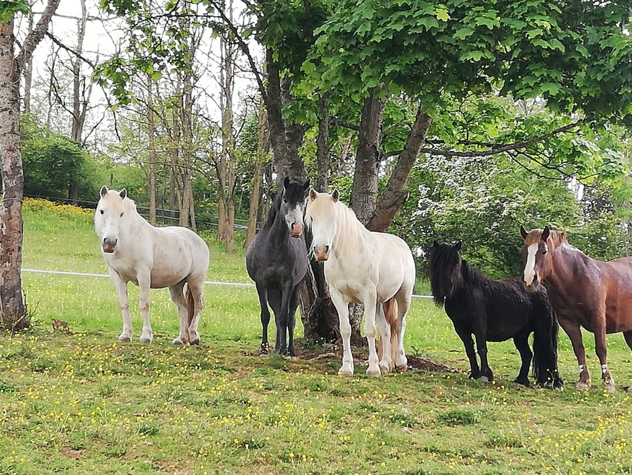 Nos 5 poneys