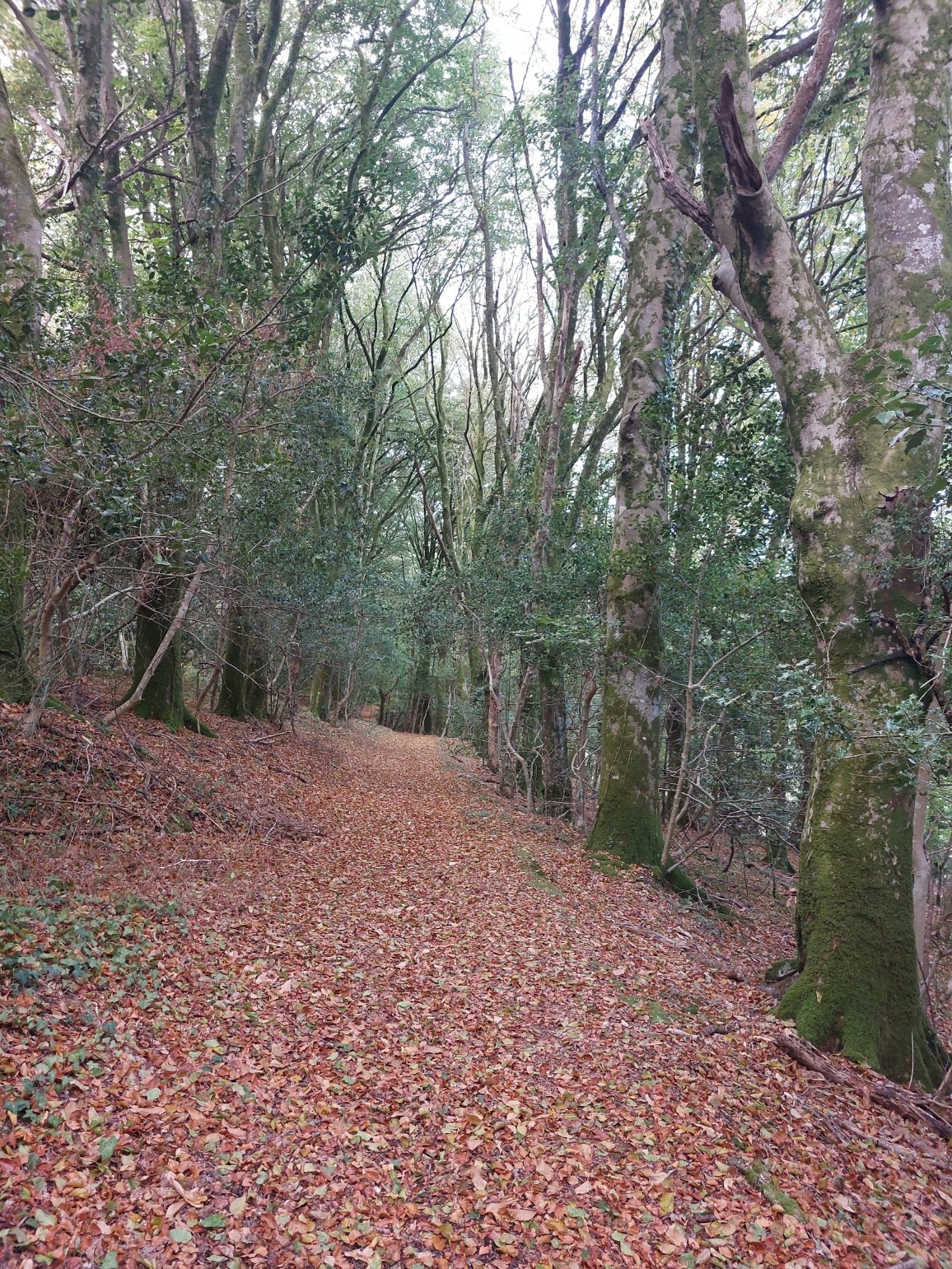 Woods near the holiday cottage
