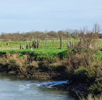 Les marais derrière la Cité de l'huître à Marennes
