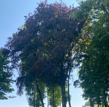 A l'ombre du parc - Château de Monthureux-Le-Sec