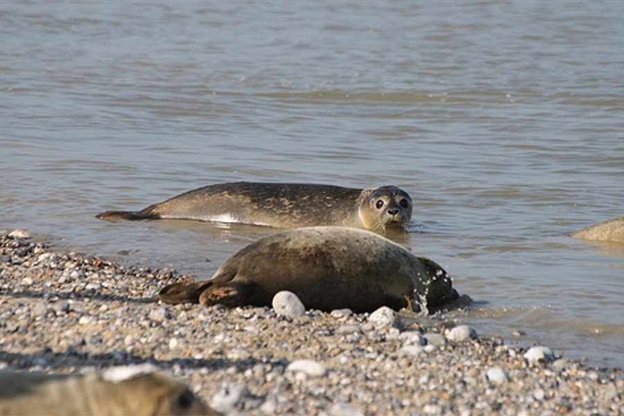 Les phoques de la baie