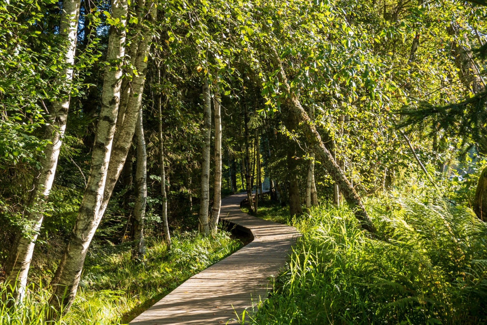 Lispach Lake Trail © La Bresse Tourist Office