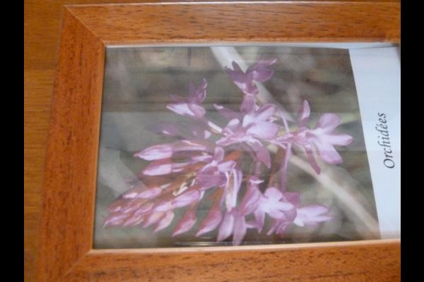 Chambre Orchidées