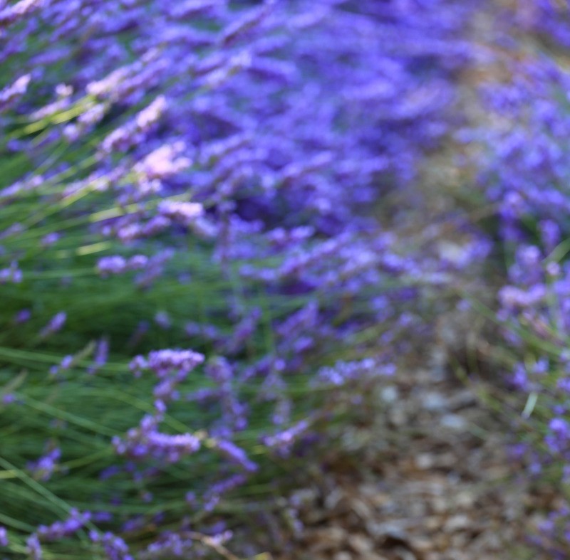 Les marchés du Vaucluse ©A.Hocquel/VPA