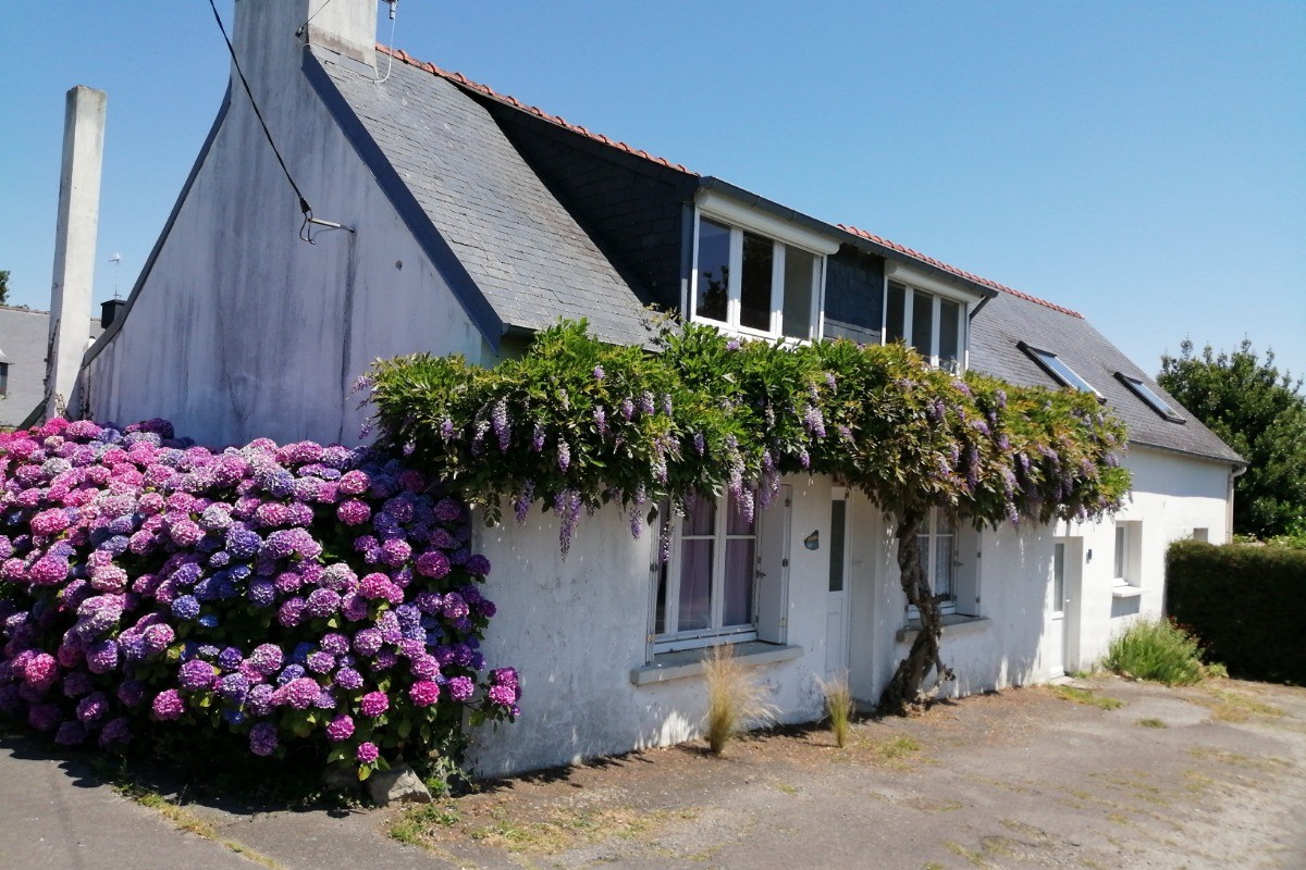 Glycine en Juillet Août