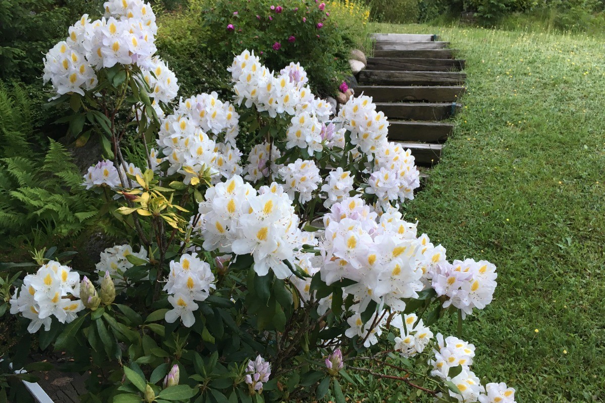 rhododendron à l'entrée au printemps - Appartement Les Rivages du lac à Gérardmer