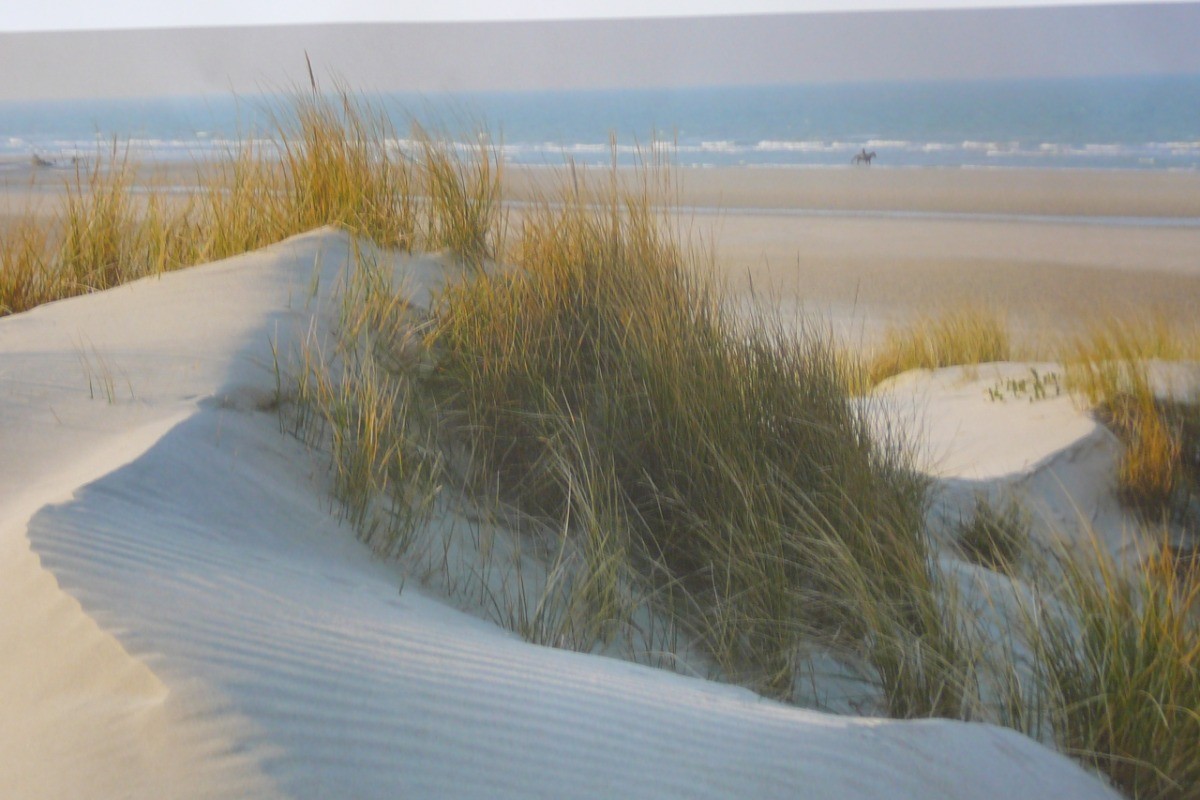 Les dunes de Flandres