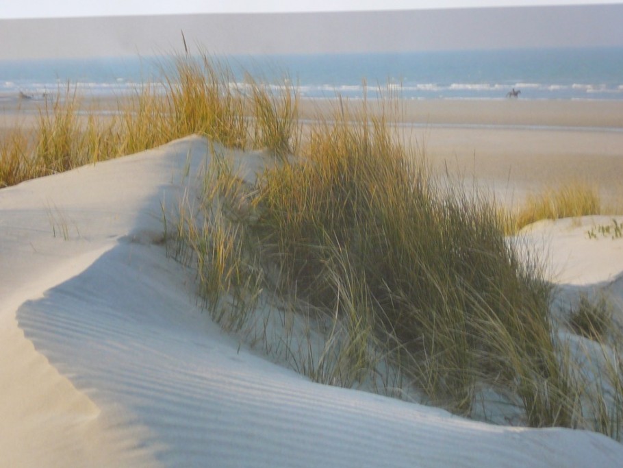 Les dunes de Flandres