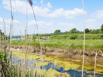 Marais