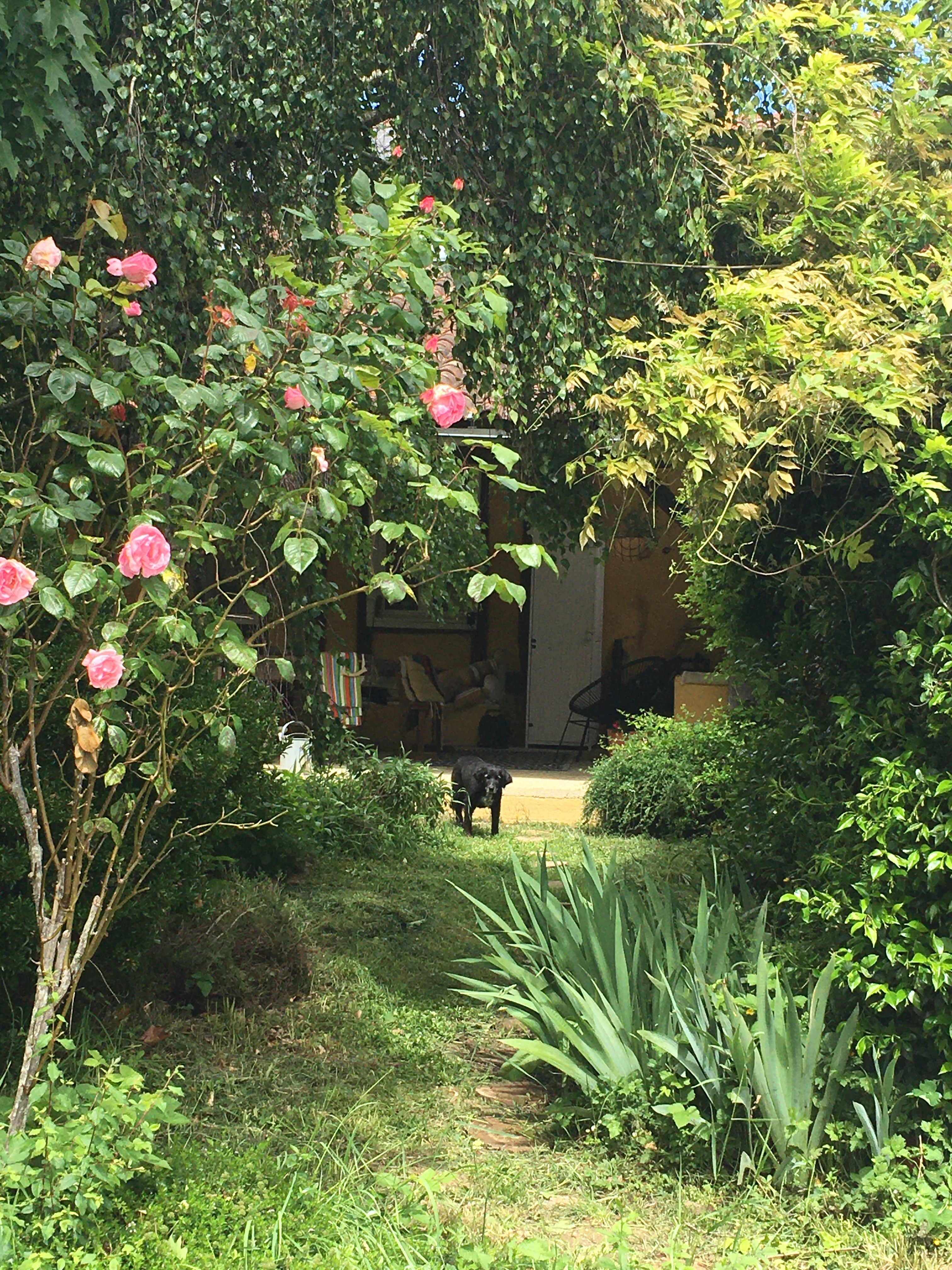 Les rosiers dans le jardins